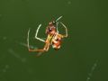 Argyrodes sp.